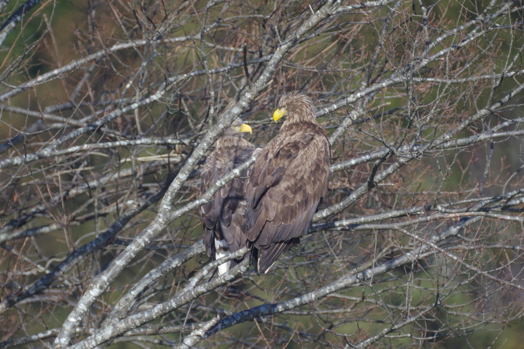 投稿：MAK127＋SJ-M経緯台によるオジロワシ 2025/01/13 : 中川光学研究