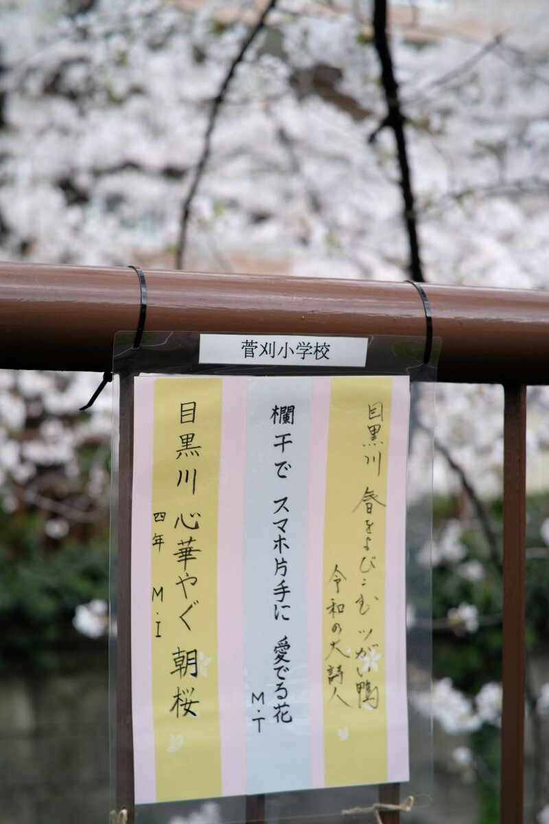 目黒川の桜と小学生の俳句 満月 21 03 30 中川光学研究室ブログ 目黒川の桜と小学生の俳句 満月 21 03 30 中川光学研究室ブログ