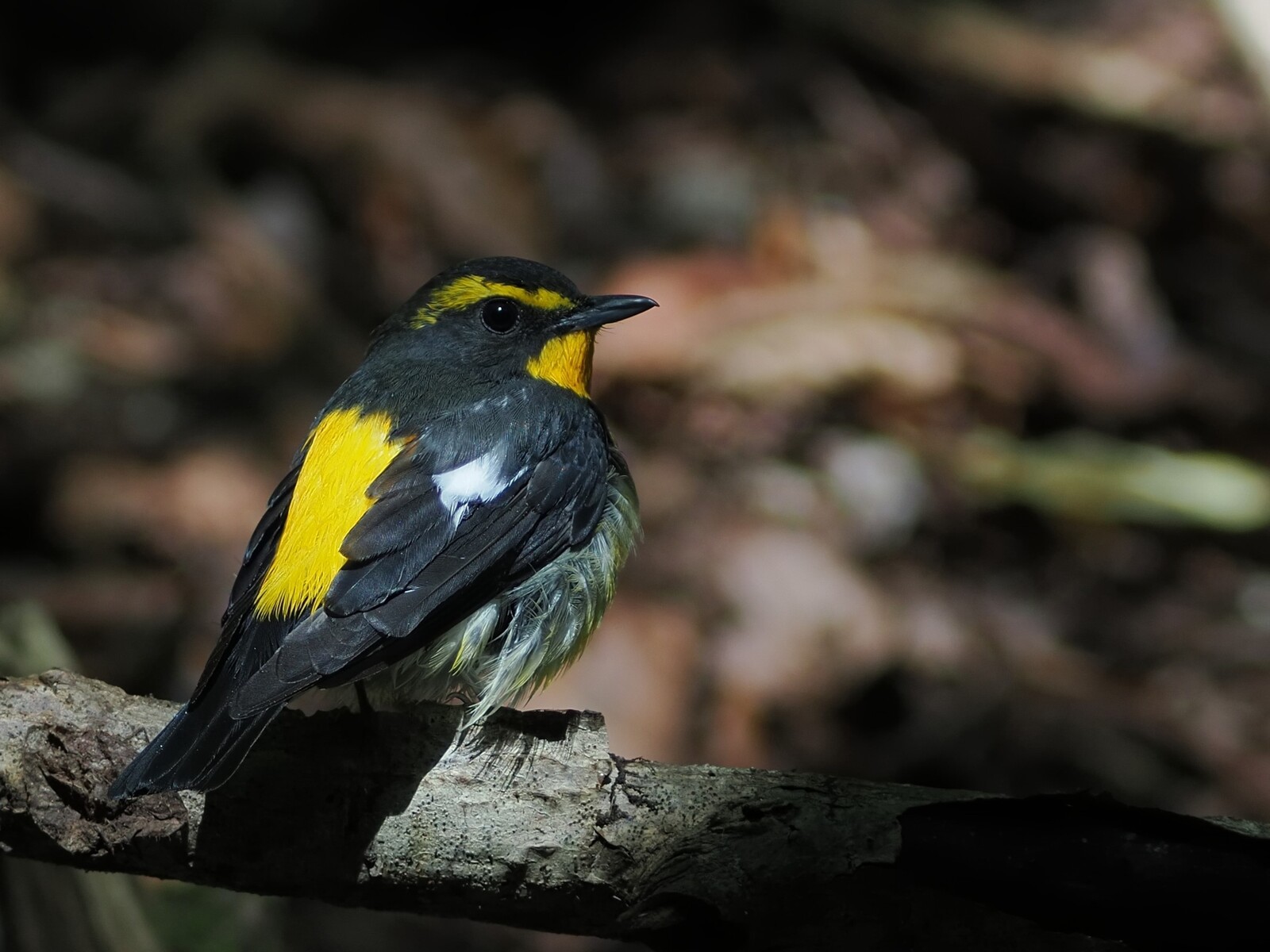 投稿：渡り前の夏鳥と高地の蝶 2024/09/27 : 中川光学研究室ブログ
