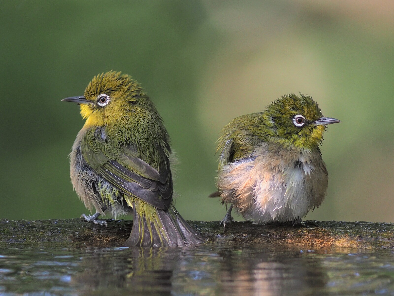 中野耕志 OM-Dと旅する世界の野鳥｜鳥の写真投稿ページ｜OM