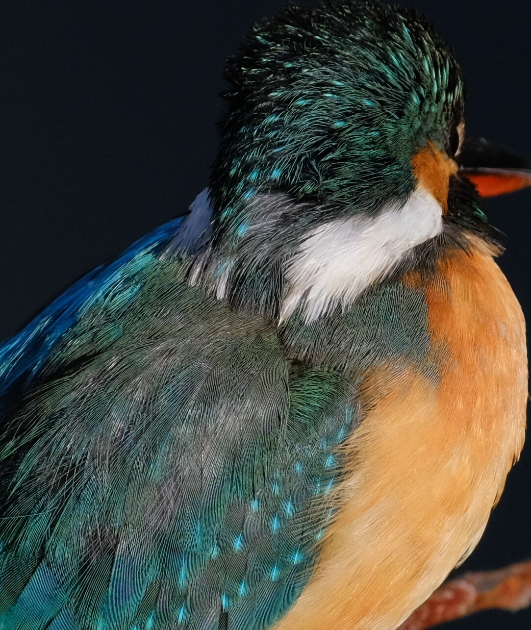 BORGオフ会レポート②～72FLによるドアップカワセミ（中川） 2022/01