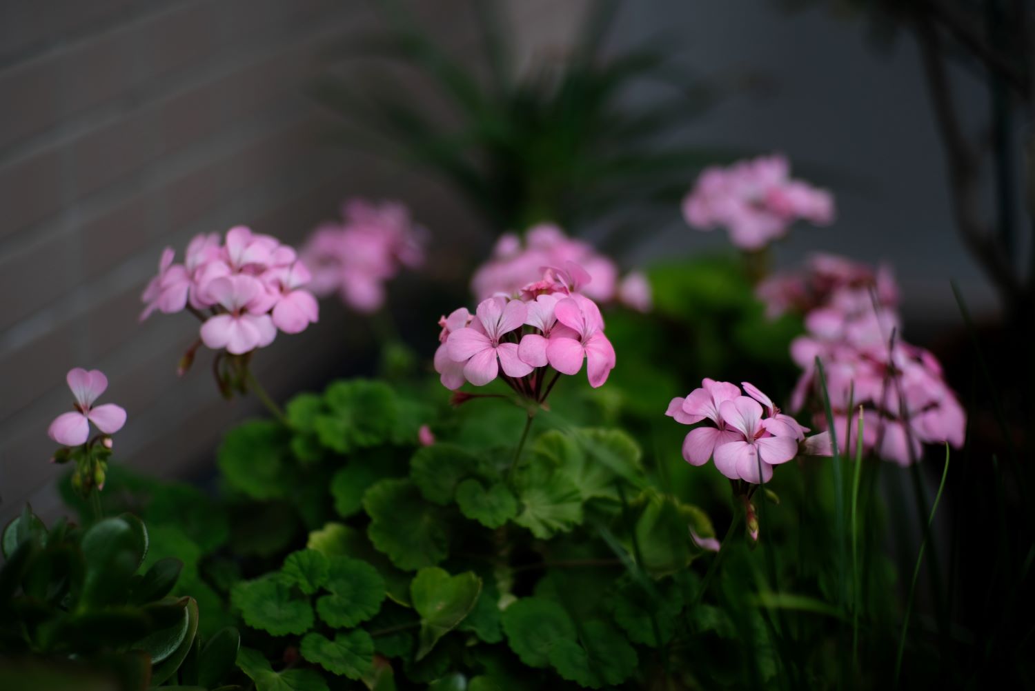 新製品：「KamLan KL 70mm F1.1」5/26発売 2023/05/21 : 中川光学研究