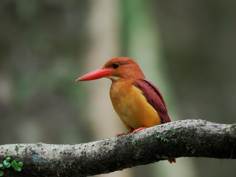 アカショウビン edcbc23c-s.jpg