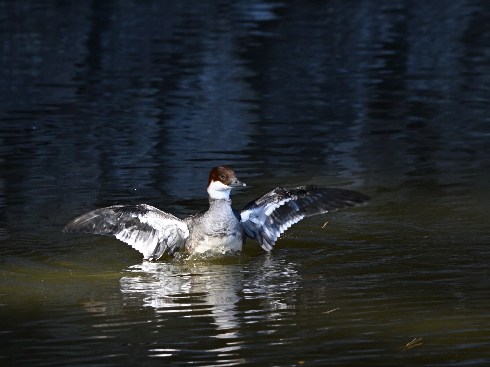 【鴨川ノ鴨】 野鳥シリーズ23 ミコアイサ、マガモ | あきた森づくり活動サポートセンター