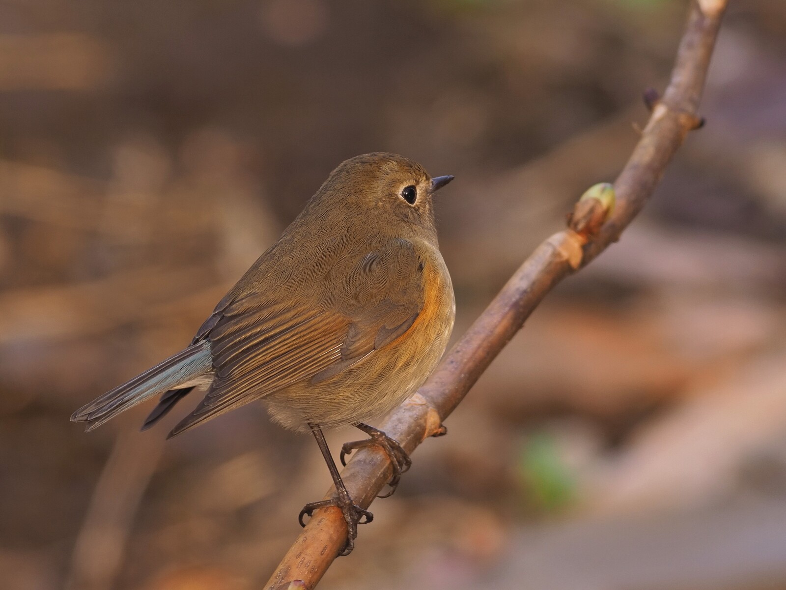 投稿：幸せの青い鳥ルリビタキ♂ 2023/04/04 : 中川光学研究室ブログ