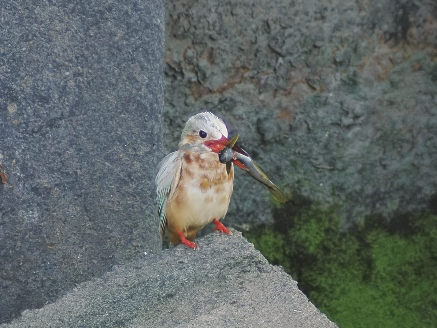 気分はカワセミ 気分はカワセミ - メルカリ