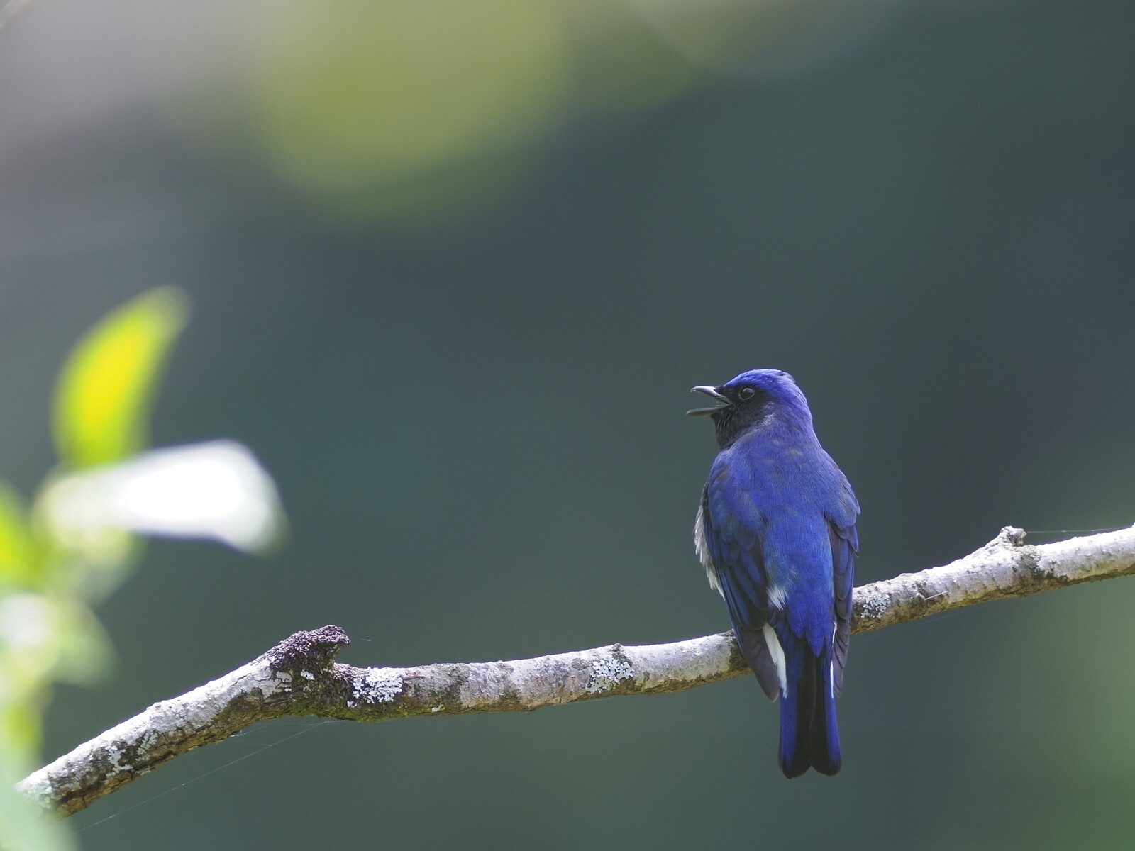 投稿：健康維持を兼ねたBORGでの野鳥撮影 2024/05/03 : 中川光学研究室