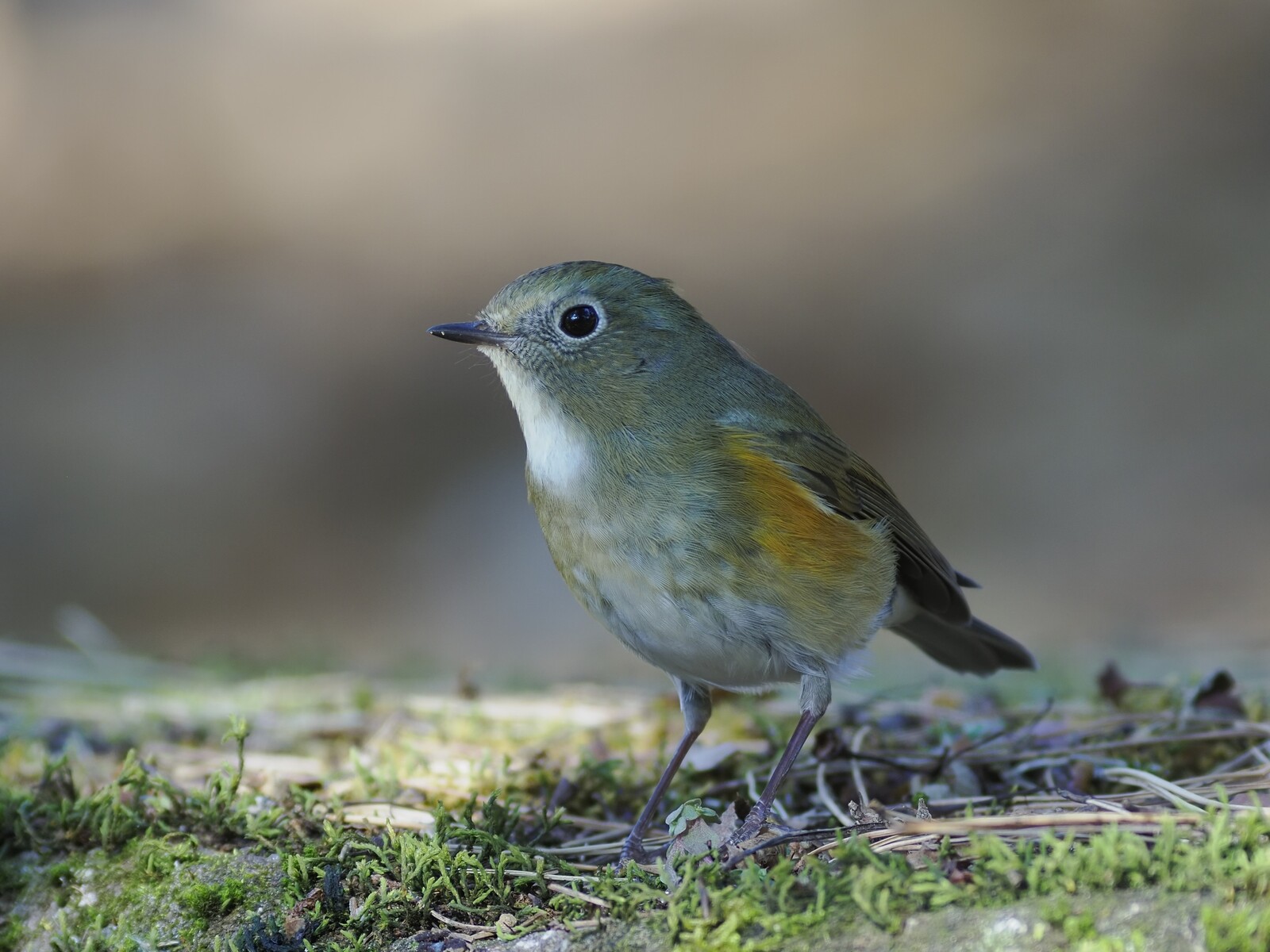 自然とのふれあい　ルビー ssp 517682-20240110-173148-871-