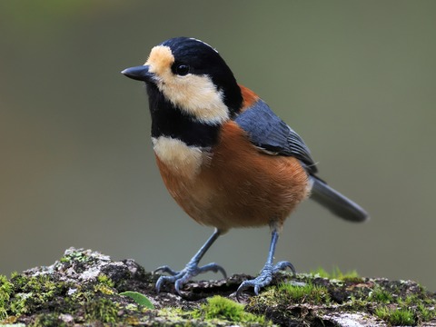 小鳥 投稿：公園で見られる野鳥たち 2025/01/21 : 中川光学研究室ブログ