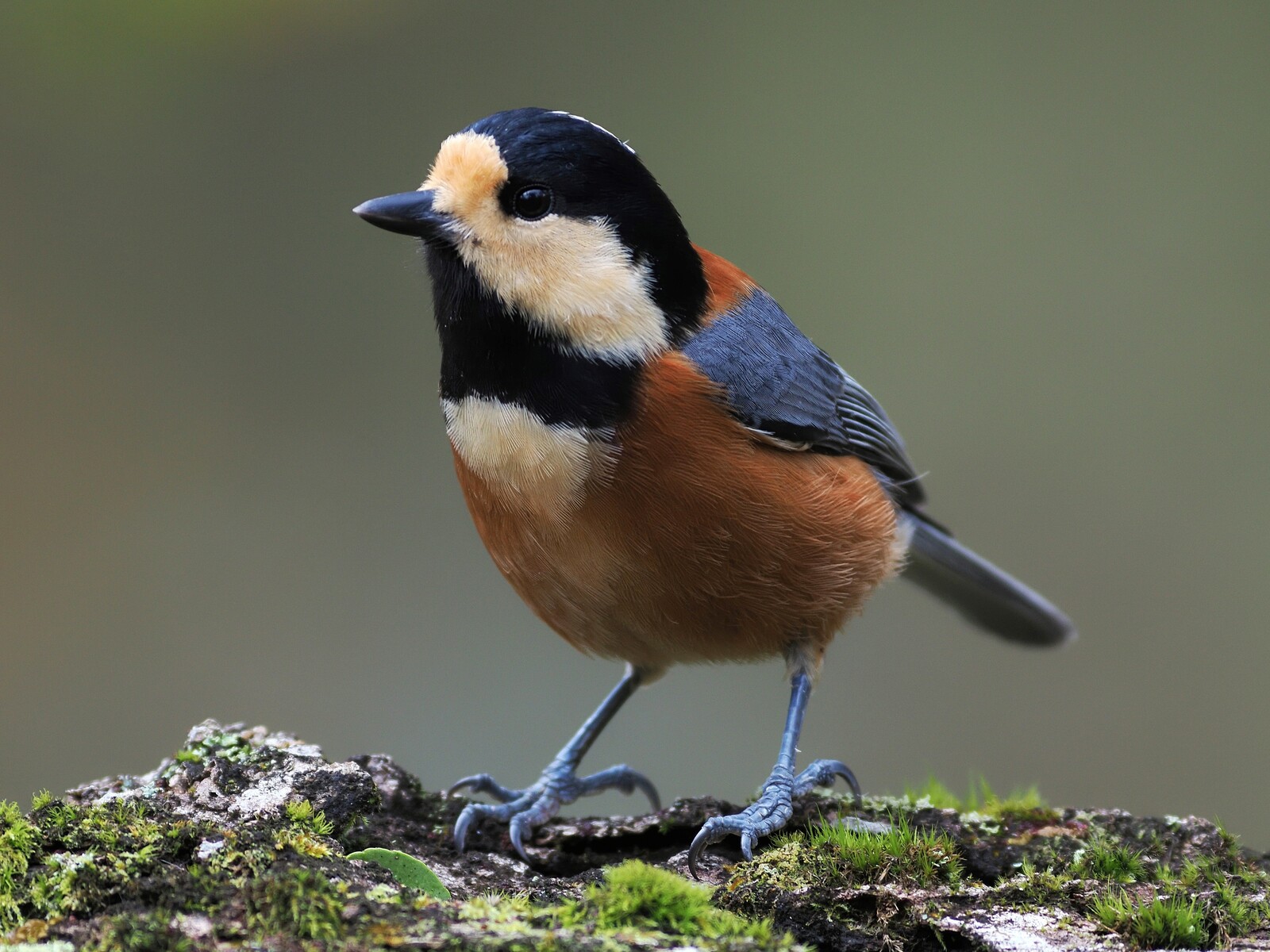 投稿：公園で見られる野鳥たち 2025/01/21 : 中川光学研究室ブログ