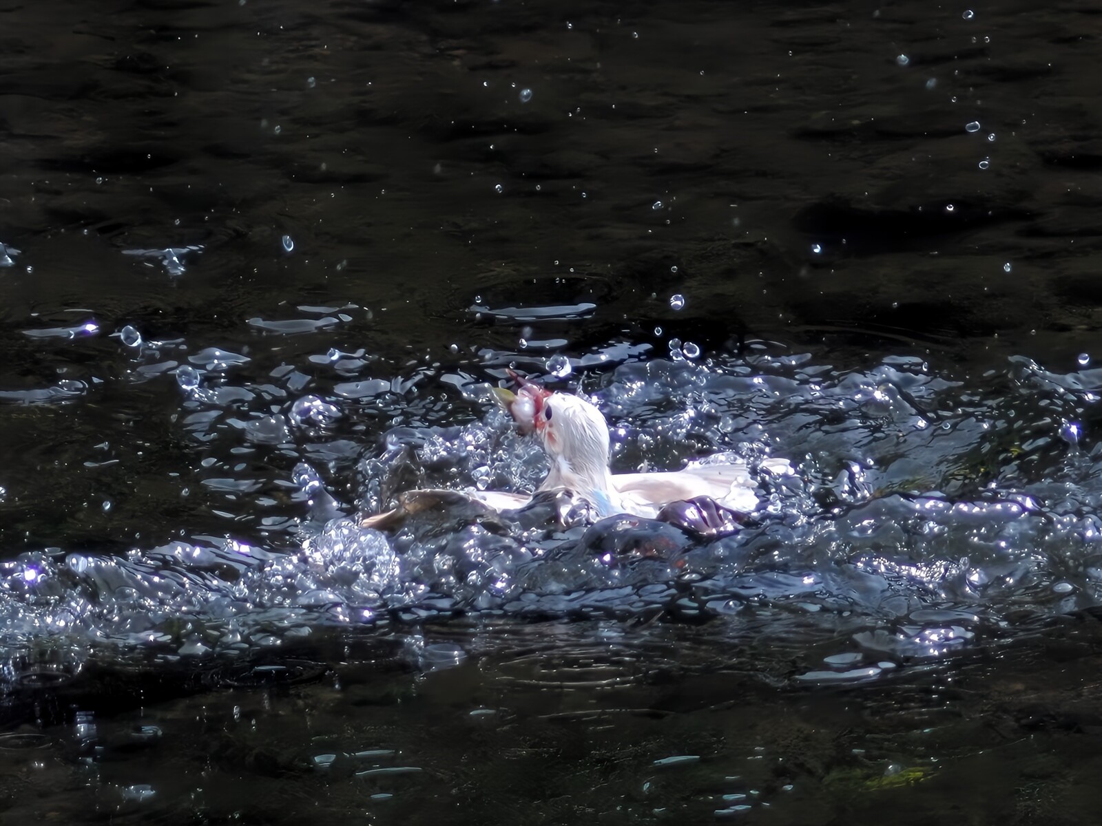 投稿：BORG107FLによる「白いカワセミ」 2023/10/30 : 中川光学