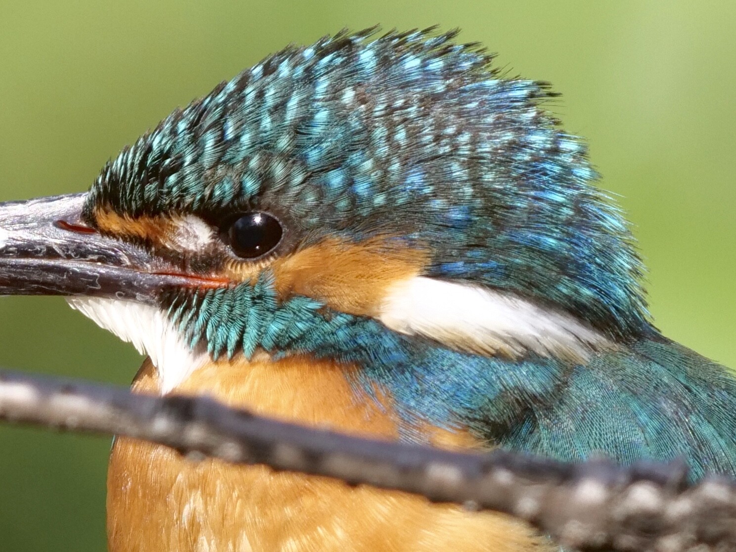 投稿 カワセミ モズ 03 19 中川光学研究室ブログ 投稿 カワセミ モズ 03 19 中川光学研究室ブログ