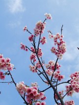 一番桜