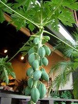 2008�ƤΥ����ѥѥ���