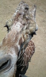 ����󤵤�����Ĺ���Τ�