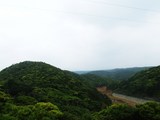 ブロッコリーの森