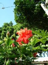 �ϥ��ӥ�����