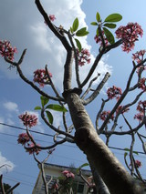 �ᥳ����ĥ���