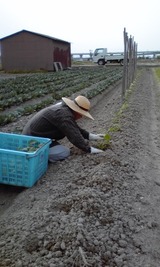 ありがとうございます。