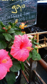 �ϥ��ӥ�����