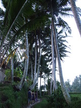 ubud