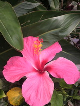 �Ƥβ֥ϥ��ӥ�����