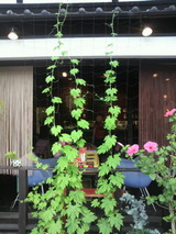 goya�Υ����䡼7��1��