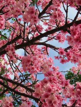 okinawa sakura