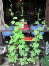 goya�Υ����䡼6��22��