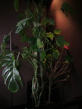 妖怪植木