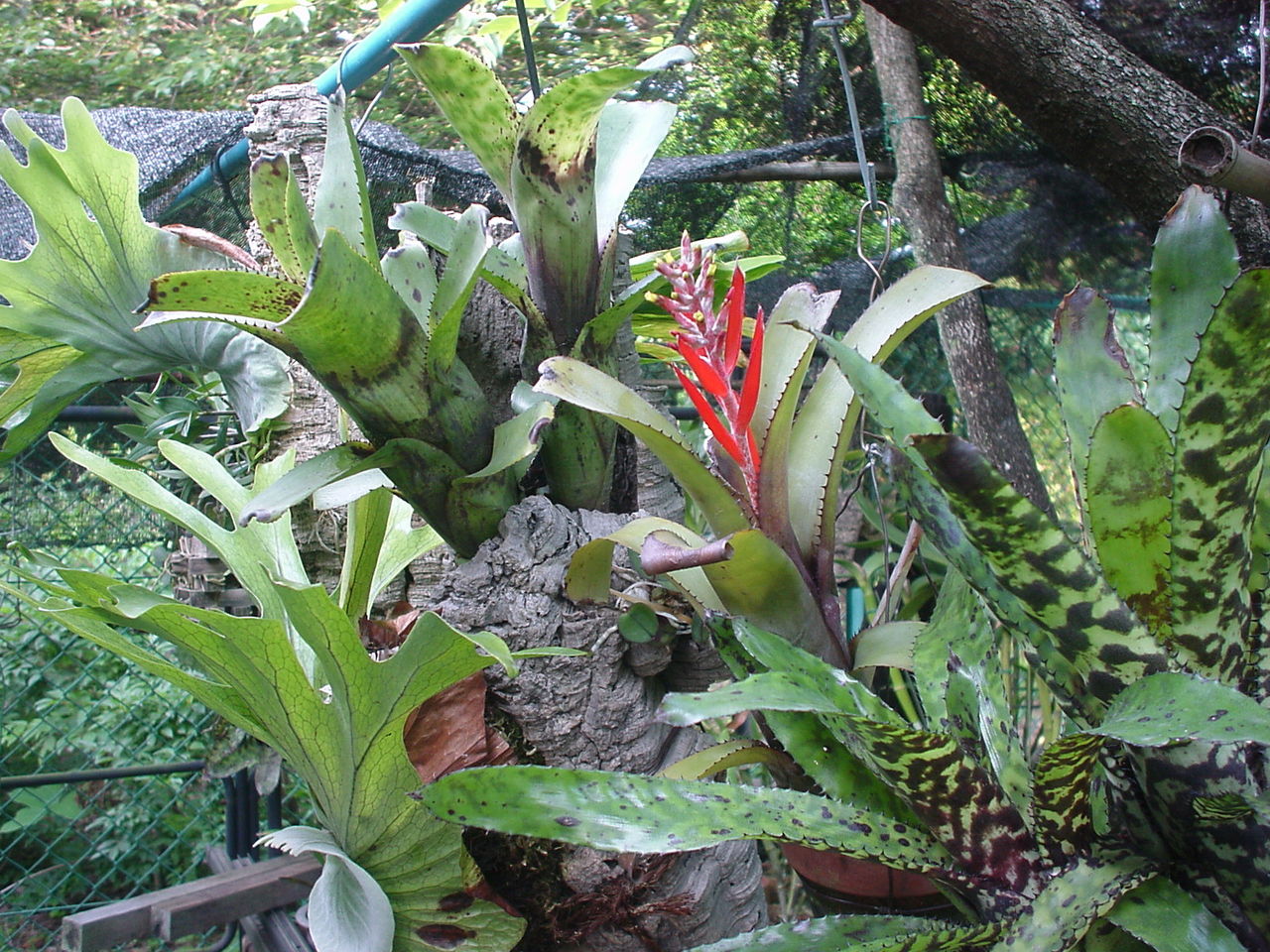 パイナップル科の観葉植物が咲きました Nakahiro318のblog