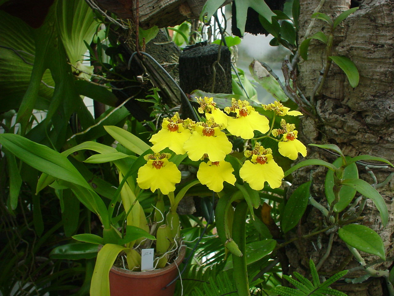 オンシジュウム Nakahiro318のblog