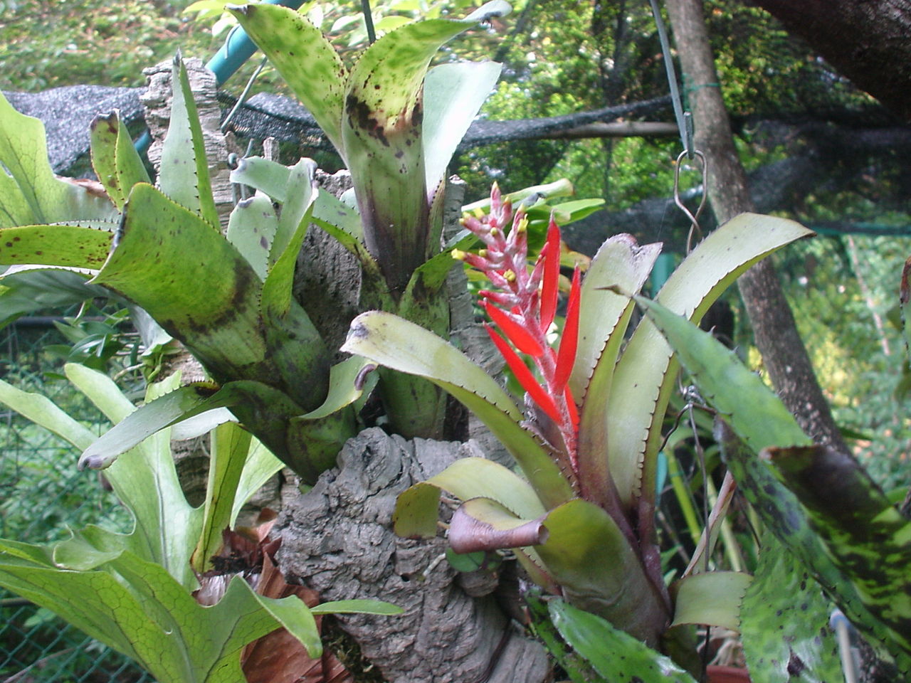 パイナップル科の観葉植物が咲きました Nakahiro318のblog