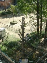 いちょうの木