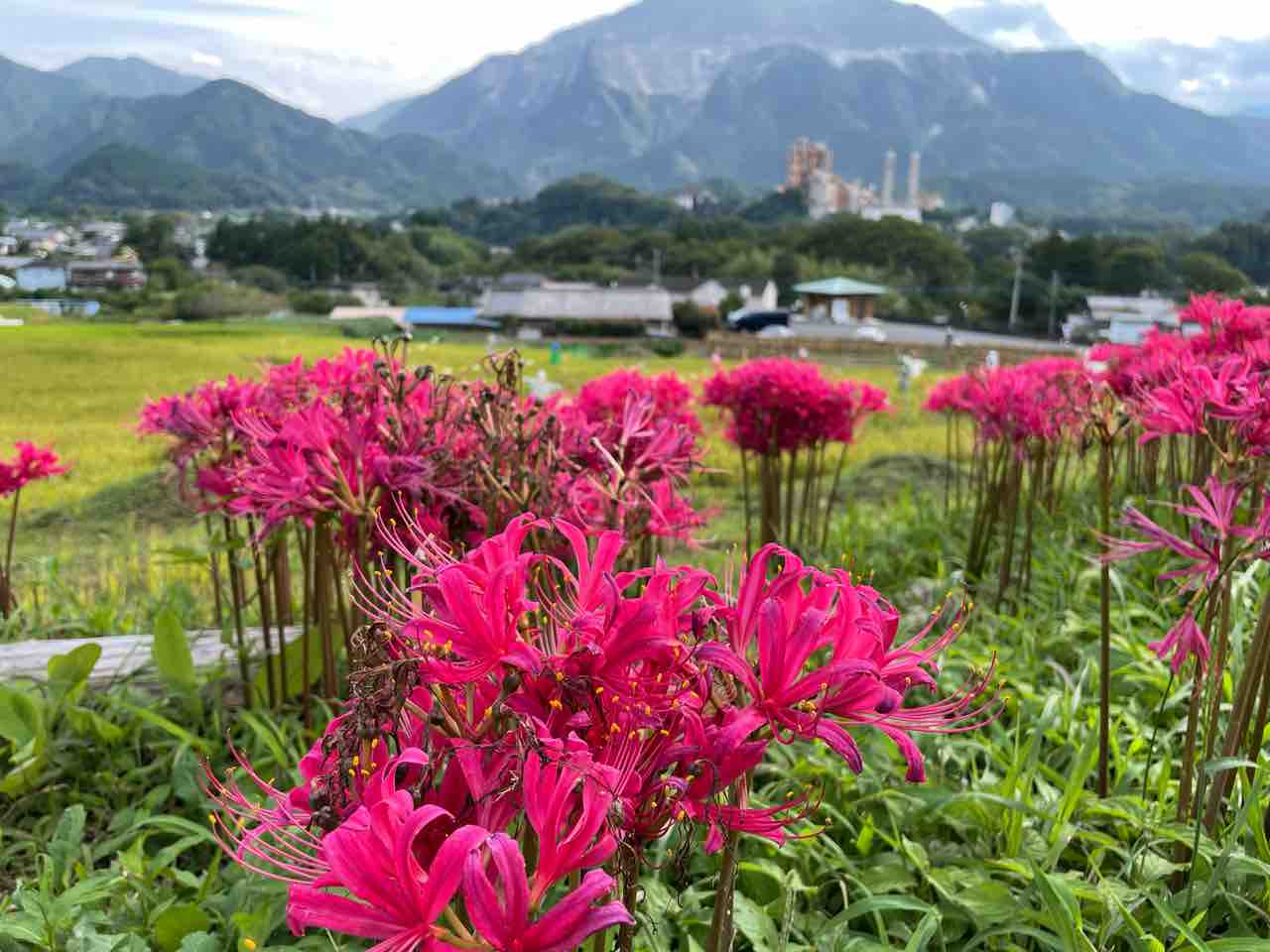 ９月１３日 寺坂棚田へ彼岸花を見に行く イーサン食堂日記 痛風になりました