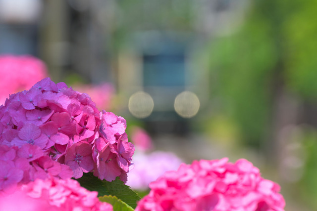 DSC_0040_20240614_100531NX