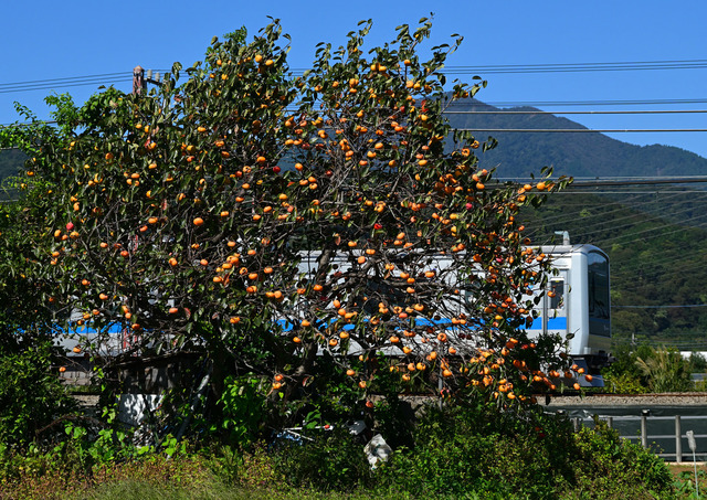 DSC_0702_20251017_105411_NX015