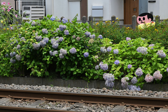 DSC_0284_20240620_113112NX