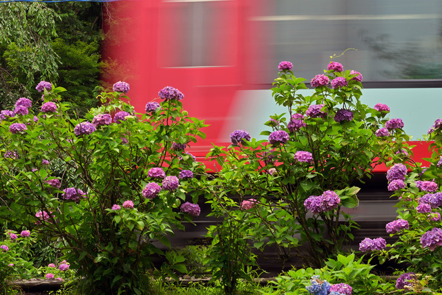 DSC_3978_20250626_114217_NX