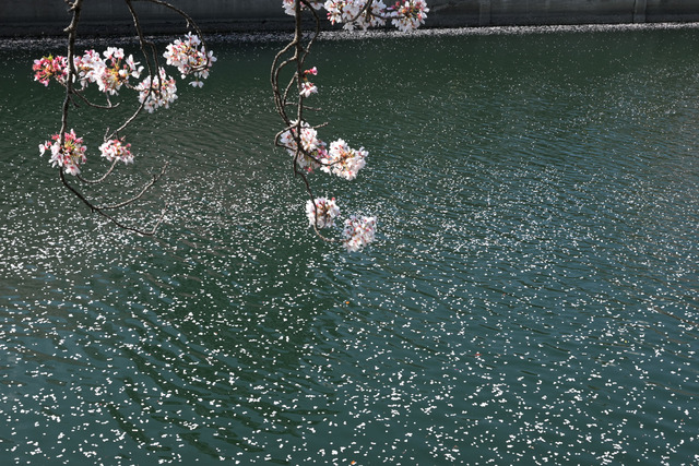 DSC_4363_20230403_134457NX