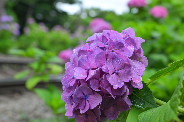 DSC_3541_20250626_094720_NX
