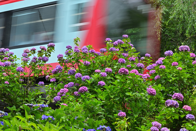 DSC_3996_20250626_114224_NX