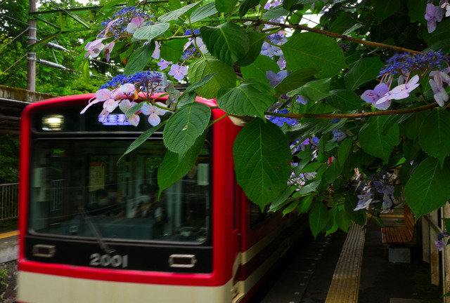 DSC_4006_20250626_114729_NX