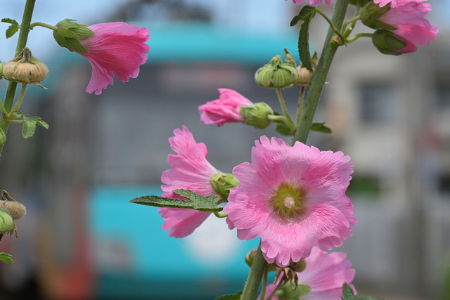 DSC_0278_20240620_112944NX