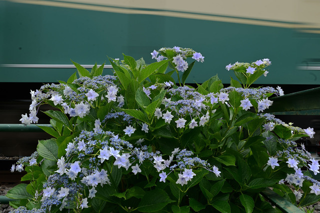 DSC_3339_20250612_110609_NX