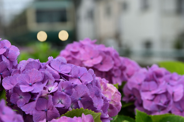 DSC_3310_20250612_110013_NX