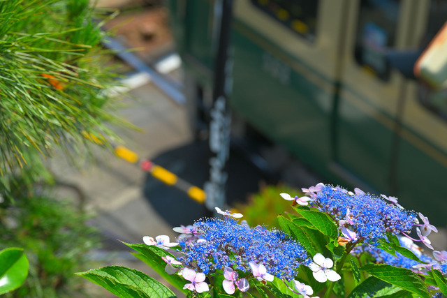DSC_0205_20240614_121026NX