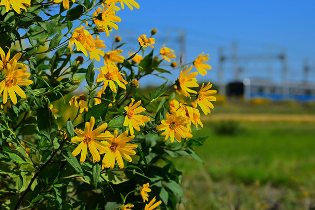 DSC_0684_20251017_105401_NX014