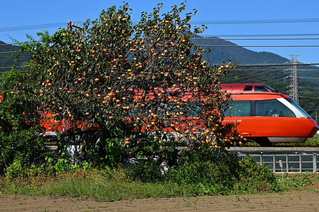 DSC_0668_20251017_105237_NX013