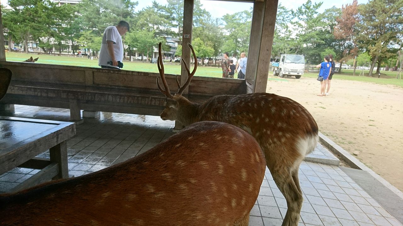 大阪 奈良観光 19 8 7の日記 中村一般日記
